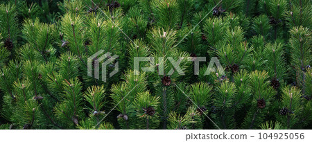 Dark green pine tree branches wide background, Scrub mountain pine closeup Dark green pine tree branches wide background, Scrub mountain pine closeup 104925056