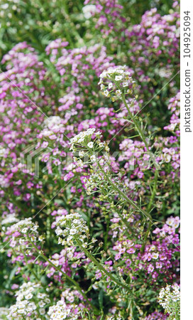Sweet alyssum - Lobularia maritima small purple and white flowers on sunny day 104925094