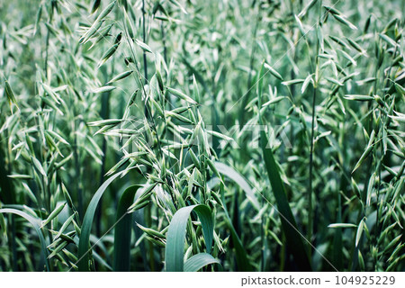 Cultivated oats growing - Red oat (Avena sativa) in a field 104925229