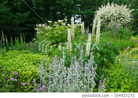 園林花卉 104925272