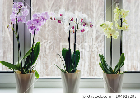 Moth orchids on windowsill - home decoration with live potted flowering plants 104925293