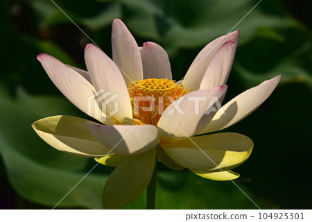 The beauty of lotus flowers created by light and shadow 104925301