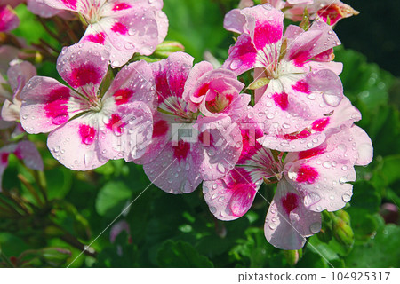 Pink geranium in summer garden wet after rain 104925317