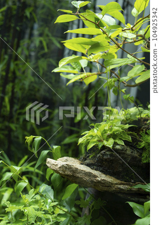 Plant nature background and natural podium for product synthesis Plant nature background and natural podium for product synthesis 104925342