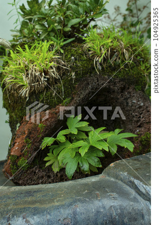 Plant nature background and natural podium for product synthesis 104925365