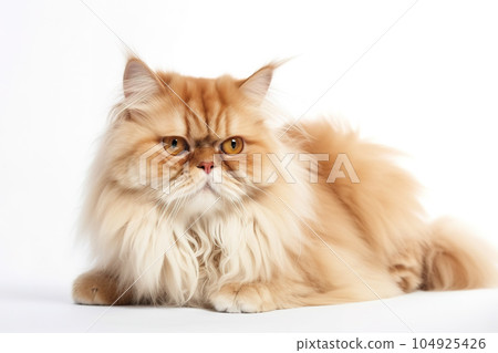 Image of persian cat on a white background. Pet. Animals. Illustration, generative AI. 104925426