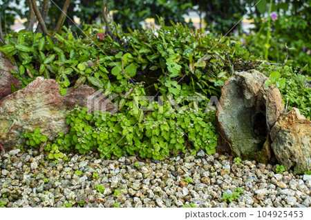 Plant nature background and natural podium for product synthesis 104925453