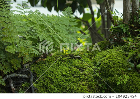 Plant nature background and natural podium for product synthesis Plant nature background and natural podium for product synthesis 104925454