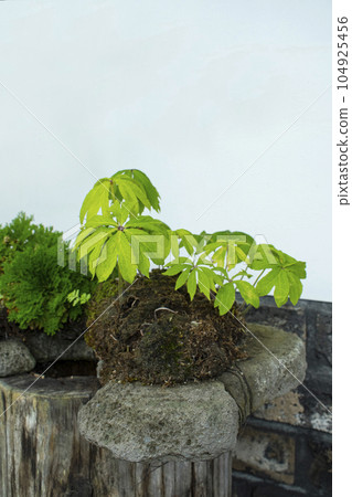 Plant nature background and natural podium for product synthesis Plant nature background and natural podium for product synthesis 104925456