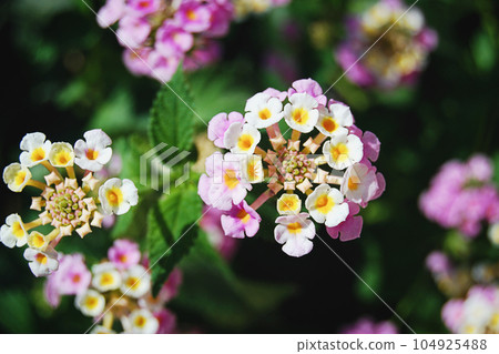 Lantana camara flowers closeup, blooming plant 104925488