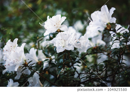 White azalea flowering in early spring 104925580