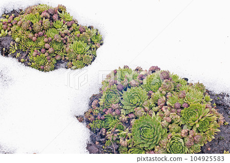 Houseleek in snow - Sempervivum succulents in early spring Houseleek in snow - Sempervivum succulents in early spring 104925583