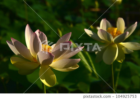 The beauty of lotus flowers created by light and shadow The beauty of lotus flowers created by light and shadow 104925753