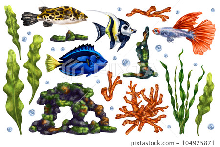 Marine set of tropical fish, corals, algae and stones. Underwater world, digital illustration. igital illustration on a white background. For packaging,posters, postcards, textile souvenirs 104925871