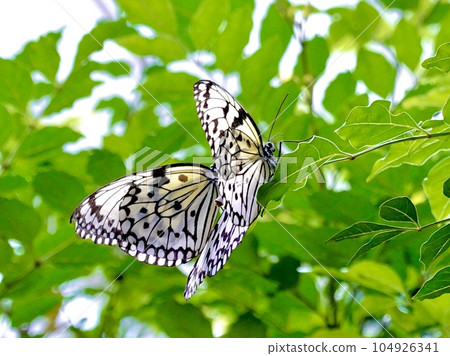 大阪府箕面市 箕面公園公園中心昆蟲博物館/蝴蝶博物館 一隻孤獨的蝴蝶棲息在樹枝上的風景 104926341