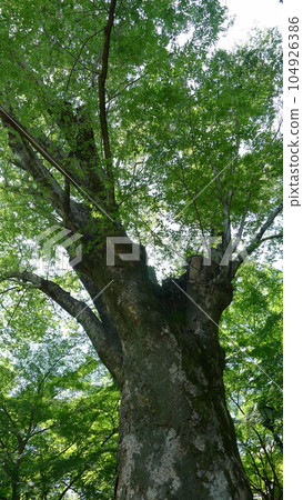 民俗文化館別館 松永紀念館/舊櫸樹莊 民俗文化館別館 松永紀念館/舊櫸樹莊 104926386