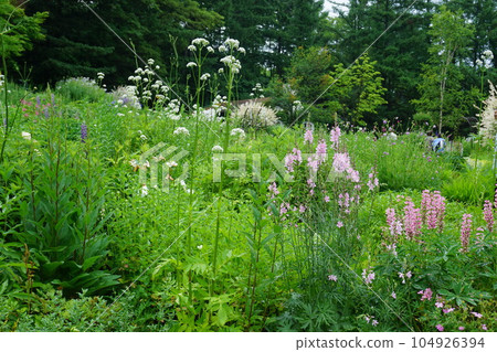 園林花卉 104926394