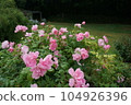 粉紅色的玫瑰 104926396