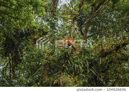 Beautiful flowers and flowerbuds blooming on trees in lush green nature rainforest of Costa Rica Beautiful flowers and flowerbuds blooming on trees in lush green nature rainforest of Costa Rica 104926606