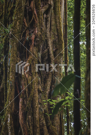Close up of old tree trunk in the rainforest of Costa Rica 104926656