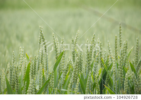Close up of field of wheat in the summer Close up of field of wheat in the summer 104926728