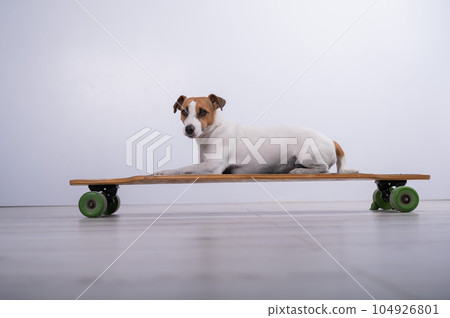Dog jack russell terrier on a longboard in the studio on a white background. Dog jack russell terrier on a longboard in the studio on a white background. 104926801