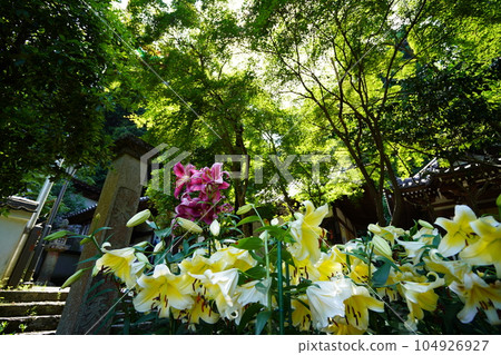 Matsuoji precincts, lilies in full bloom 104926927