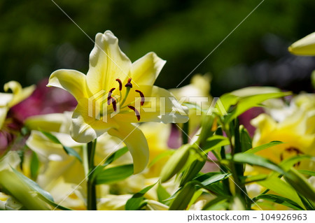 Matsuo Temple precincts, Casablanca in full bloom 104926963