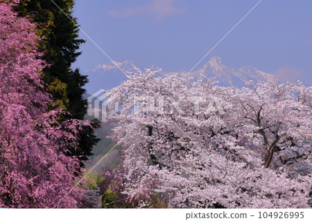 Kamimiyaji, Minami-Alps City, Yamanashi Prefecture: Benishidare cherry blossoms at Misaki Shrine, a cherry blossom shrine overlooking the Kofu Basin, Someiyoshino and snow-capped Yatsugatake Mountains Kamimiyaji, Minami-Alps City, Yamanashi Prefecture: Benishidare cherry blossoms at Misaki Shrine, a cherry blossom shrine overlooking the Kofu Basin, Someiyoshino and snow-capped Yatsugatake Mountains 104926995