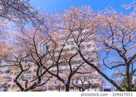 播磨坂櫻花樹和建築 東京春天的風景 播磨坂櫻花樹和建築 東京春天的風景 104927051