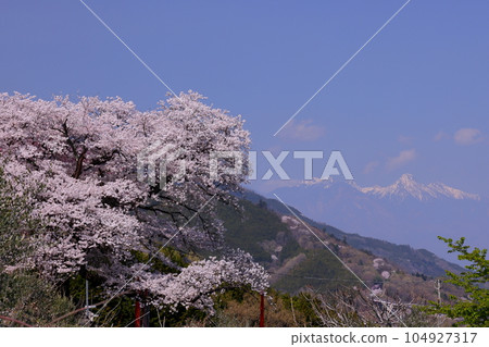 山梨縣南阿爾卑斯市上宮路 俯瞰甲府盆地的櫻花神社三崎神社,盛開的染井吉野和白雪皚皚的八嶽山脈 山梨縣南阿爾卑斯市上宮路 俯瞰甲府盆地的櫻花神社三崎神社,盛開的染井吉野和白雪皚皚的八嶽山脈 104927317