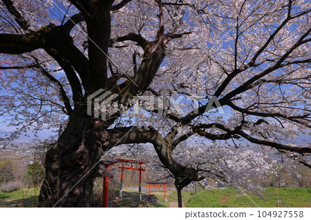 山梨縣南阿爾卑斯市上宮路盛開的染井吉野櫻和三崎神社的鳥居，這座櫻花神社建在俯瞰甲府盆地的山丘上 104927558