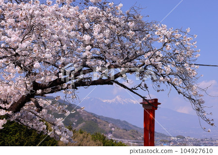山梨縣南阿爾卑斯市上宮路，三崎神社的櫻花神社盛開，這座櫻花神社位於山上，俯瞰著甲府盆地和鳥居門外的八嶽山。 104927610