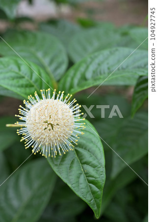 Flower of American Yamatamagasa (Cephalanthus) Flower of American Yamatamagasa (Cephalanthus) 104927745