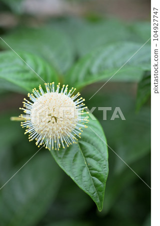 美國 Yamatamagasa (Cephalanthus) 的花 美國 Yamatamagasa (Cephalanthus) 的花 104927747
