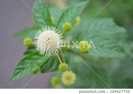 美國 Yamatamagasa (Cephalanthus) 的花 美國 Yamatamagasa (Cephalanthus) 的花 104927750