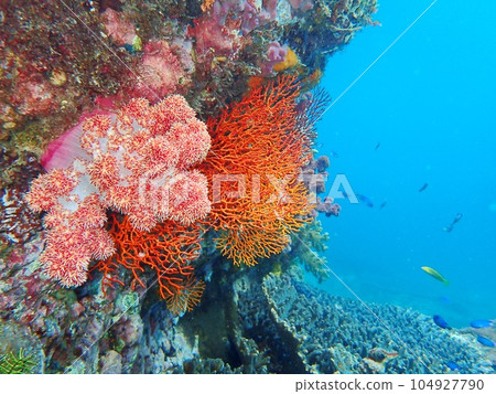 Snorkel in a colorful sea world Snorkel in a colorful sea world 104927790