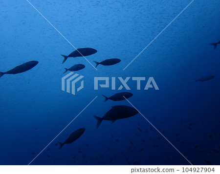 Diving in the beautiful sea of Goto Diving in the beautiful sea of Goto 104927904