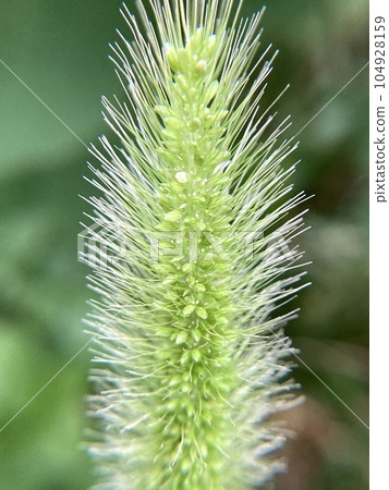 綠色狐尾草的特寫 綠色狐尾草的特寫 104928159