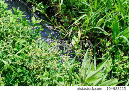 wild grass in waterway 104928215