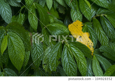 Strobilanthes crispa or commonly known as pecah beling plan in Indonesia. 104928352