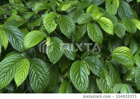 Strobilanthes crispa or commonly known as pecah beling plan in Indonesia. 104928355