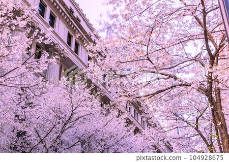 日本橋江戶櫻街櫻花盛開 東京春天的風景 日本橋江戶櫻街櫻花盛開 東京春天的風景 104928675