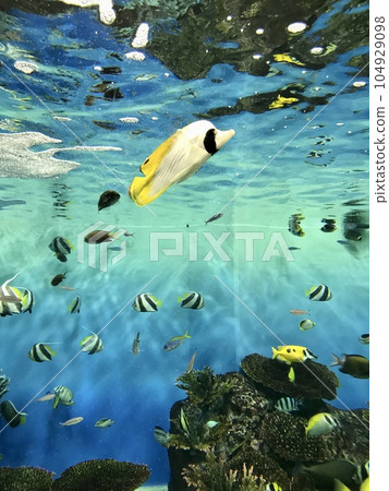 魚 魚 104929098