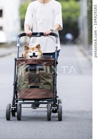 Dog walking on a pet cart 104929165