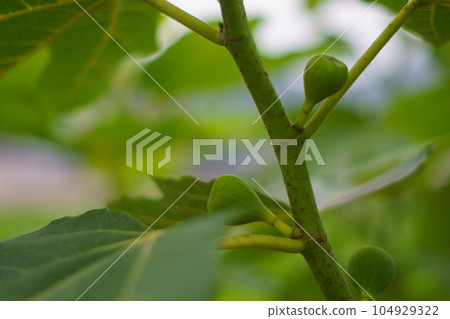 Still blue fruit 104929322