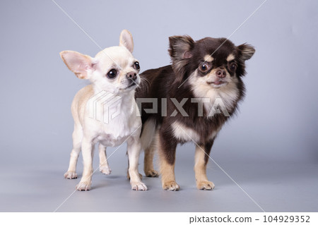 The chihuahua dogs on on a gray background. 104929352