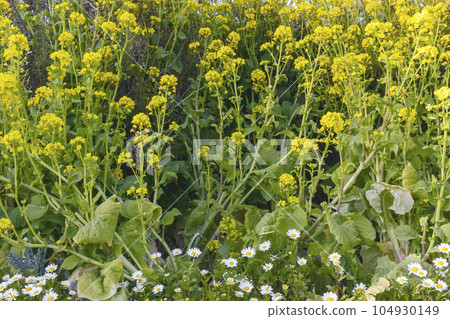 油菜花野菊花風景 油菜花野菊花風景 104930149