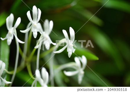 Epiphyte/Furan Epiphyte/Furan 104930318