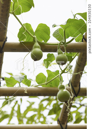 Gourd _ beginning to grow Gourd _ beginning to grow 104930330